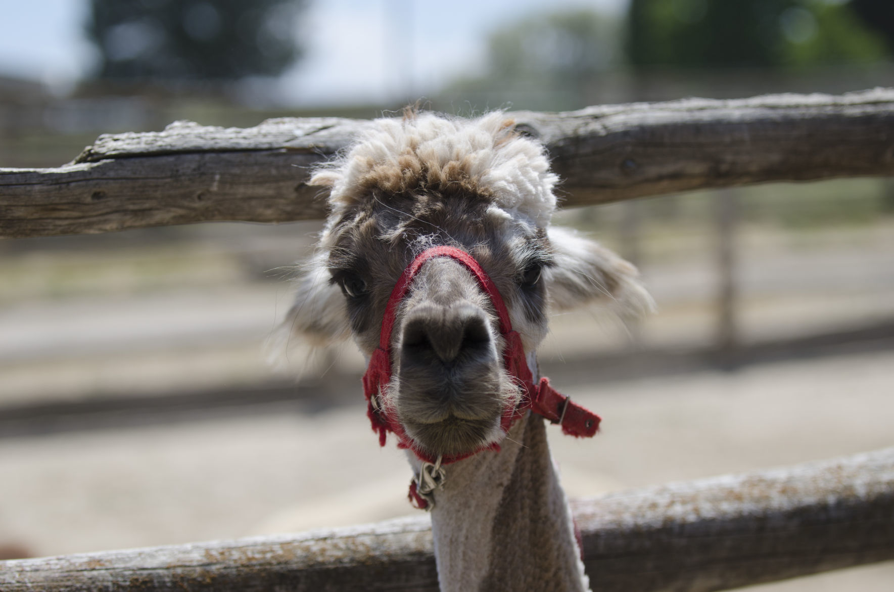 Shearing Alpacas